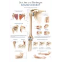 plakat-shoulder-and-elbow-70x100cm-al139