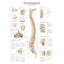 plakat-lower-limb-70x100-cm-al108-plast