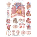 plakat-the-human-heart-70x100-cm-al112