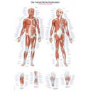 plakat-human-musculature-70x100-cm-al-100-plast