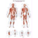plakat-human-musculature-70x100-cm-al-100-plast