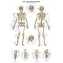 plakat-human-skeleton-50-x-70-cm-al502