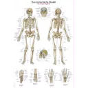plakat-human-skeleton-50-x-70-cm-al502
