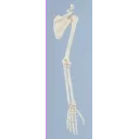 skjelett-av-arm-med-skulderblad-og-kraveben-6016
