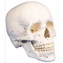 hodeskalle-3-delt-m-nummerering-4505