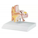 oremodell-1-5x-naturlig-storrelse-e220-e-12