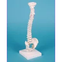 ryggsoyle-mini-m-bekken-og-stativ-h.38-cm-4001