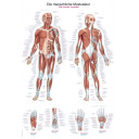 plakat-human-musculature-50-x-67-cm-al500