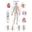 plakat-vascular-system-70x100-cm-al-106-plast
