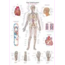 plakat-vascular-system-70x100-cm-al-106-plast