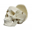 hodeskalle-male-4710