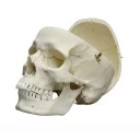 hodeskalle-male-4710