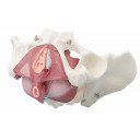 bekken-m-bekkenbunnmuskulatur-4070