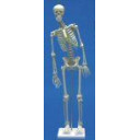 skjelett-paul-mini-m-bevegelig-rygg-stativ-h-81-cm-3040