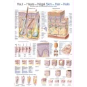 plakat-skin-hair-and-nails-50-x-67-cm-al521
