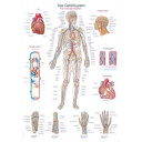 plakat-the-vascular-system-50x70-cm-al506
