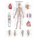 plakat-the-vascular-system-50x70-cm-al506