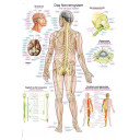 plakat-nervous-system-50x70-cm-al505