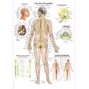 plakat-nervous-system-50x70-cm-al505