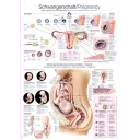 plakat-pregnancy-70x100-cm-al118-plast