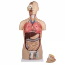 torso-m-hode-og-apen-rygg-27-deler-tvekjonnet-b235