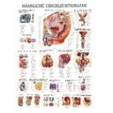 plakat-male-genital-organs-70-x-100-cm-al123