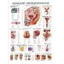 plakat-male-genital-organs-70-x-100-cm-al123