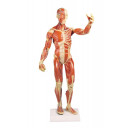 muskelfigur-mini-h-62cm
