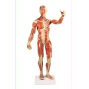 muskelfigur-mini-h-62cm