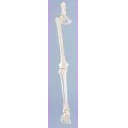 skjelett-av-ben-og-halvt-bekken-6068