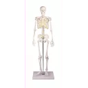 skjelett-mini-tom-h-80cm