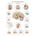 plakat-the-human-brain-70x100-cm-al114e