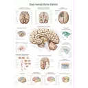 plakat-the-human-brain-70x100-cm-al114e