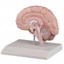 hjernemodell-1-2-hjerne-naturlig-storrelse-c215