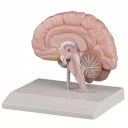 hjernemodell-1-2-hjerne-naturlig-storrelse-c215