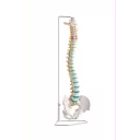 ryggsoyle-fleksibel-m-bekken-og-stativ-a250