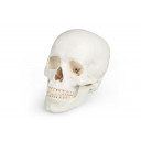 hodeskalle-3-deler-calvarium-basis-og-mandibula-4500