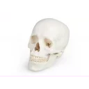 hodeskalle-3-deler-calvarium-basis-og-mandibula-4500