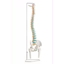 ryggsoyle-fleksibel-m-bekken-larbensstumper-og-stativ-a251