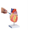 hjertemodell-life-size-str-2-deler-m-stativ-g310