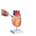 hjertemodell-life-size-str-2-deler-m-stativ-g310