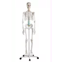 skjelett-oscar-skolemodell-m-stativ-h-172cm-2960