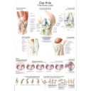 plakat-the-knee70x100cm-al147