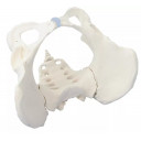 bekken-skjelett-kvinne-4054