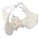 bekken-skjelett-kvinne-4054