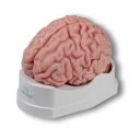 hjernemodell-5-deler-c218-c918