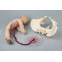 bekken-med-fosterdukke-4071