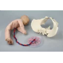 bekken-med-fosterdukke-4071