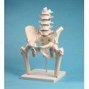 spinal-og-bekkenparti-med-hofteben-4045