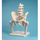 spinal-og-bekkenparti-med-hofteben-4045